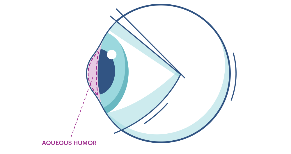 Illustration showing the eye’s  Aqueous Humor and Vitreous Humor