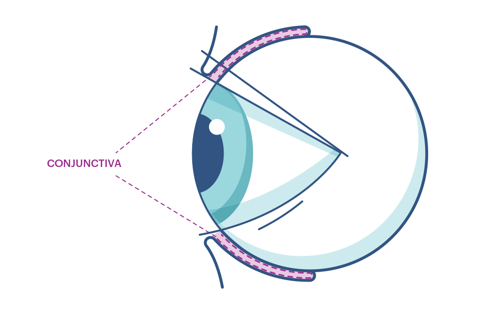 Illustration showing the eye’s  Conjunctiva . 