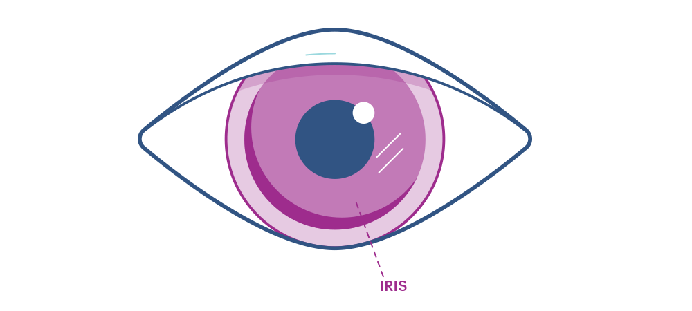Illustration showing the eye’s iris. 