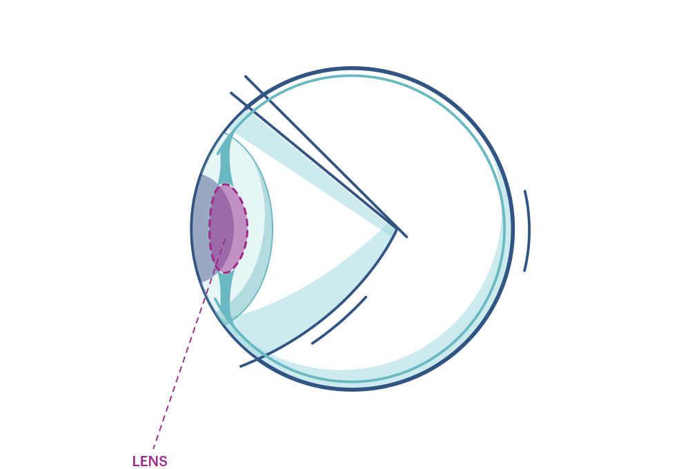 Illustration showing the eye’s Lens. 