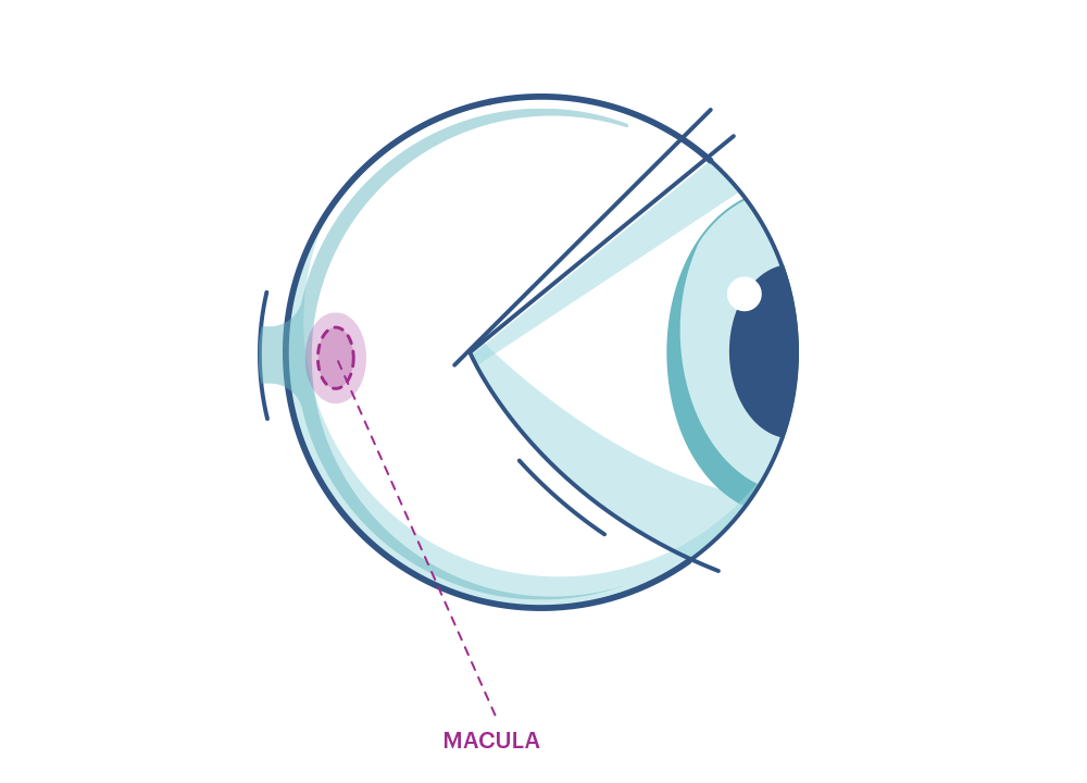 Illustration showing the eye’s Macula. 